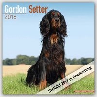 Gordon Setter 2017