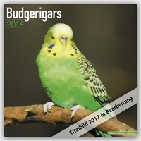 Budgerigars - Wellensittiche 2017
